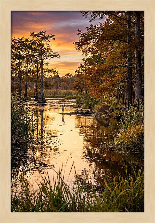 Noxubee Wildlife Refuge Serenity