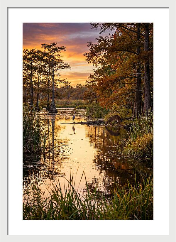 Noxubee Wildlife Refuge Serenity
