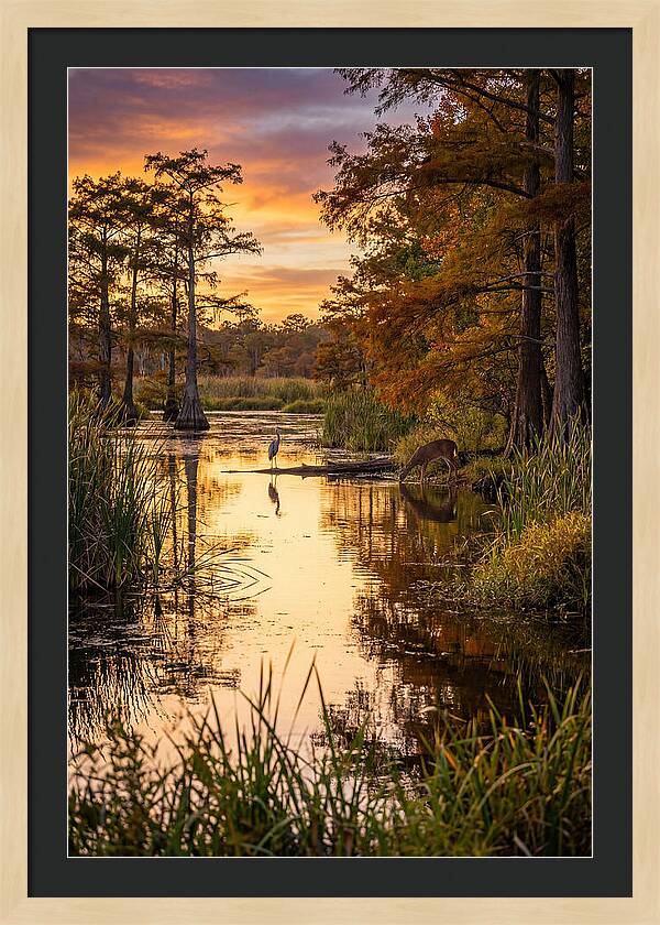 Noxubee Wildlife Refuge Serenity