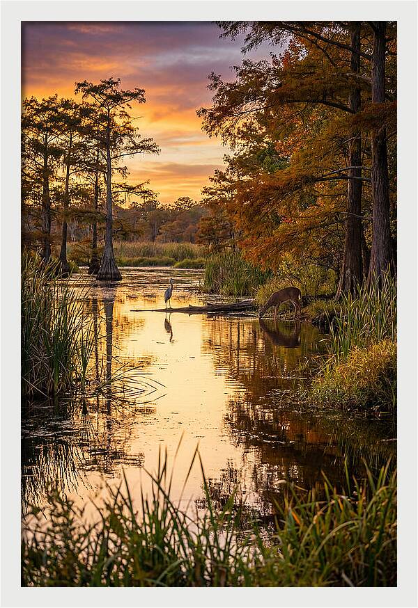 Noxubee Wildlife Refuge Serenity