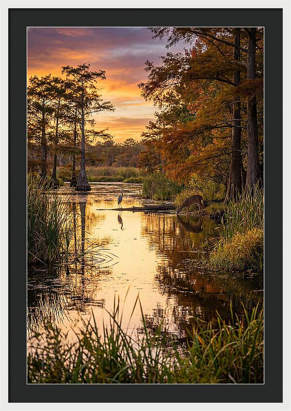 Noxubee Wildlife Refuge Serenity