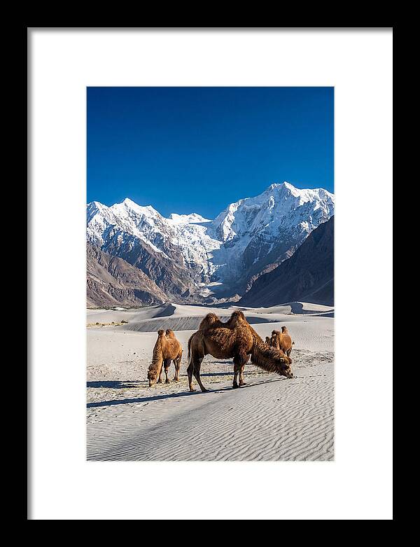 Nubra Valley Tranquility