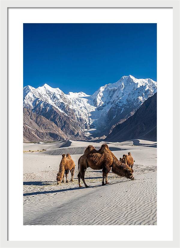 Nubra Valley Tranquility