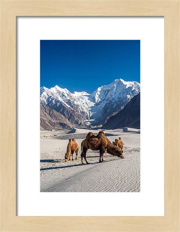 Nubra Valley Tranquility