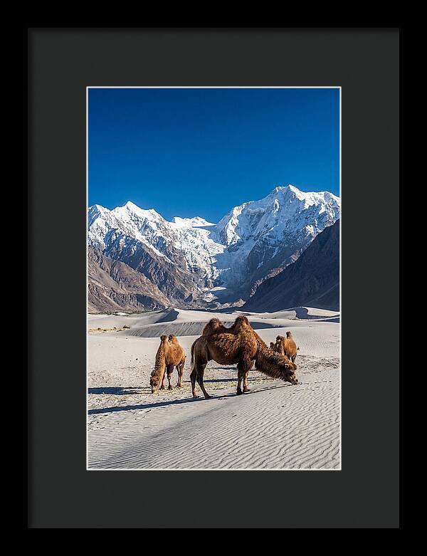 Nubra Valley Tranquility