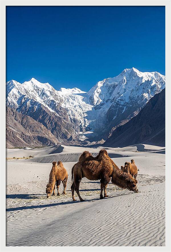 Nubra Valley Tranquility