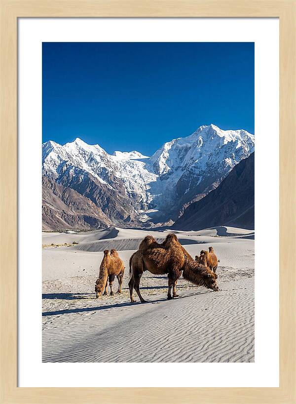Nubra Valley Tranquility