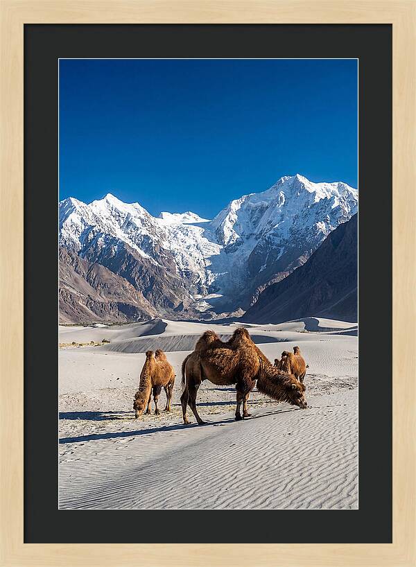 Nubra Valley Tranquility