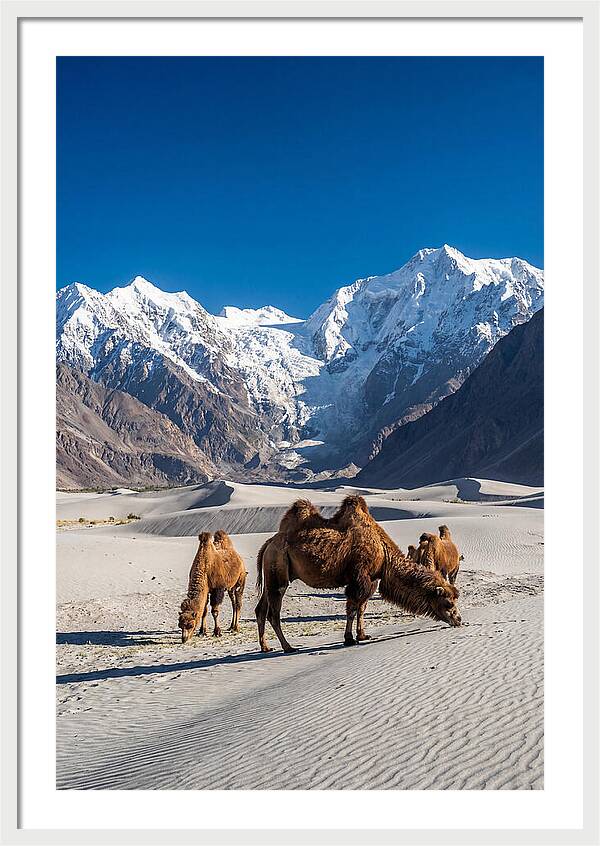Nubra Valley Tranquility