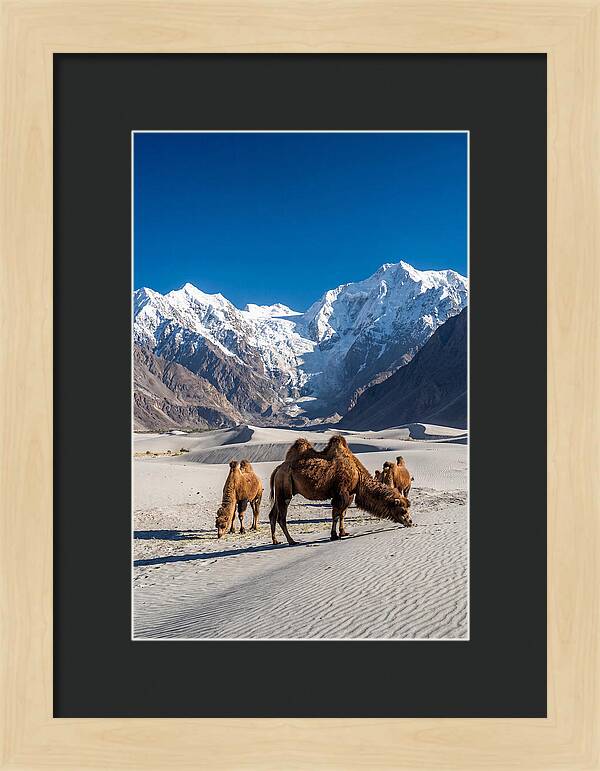 Nubra Valley Tranquility