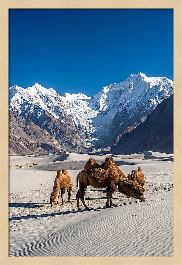 Nubra Valley Tranquility