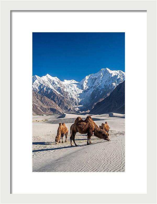Nubra Valley Tranquility