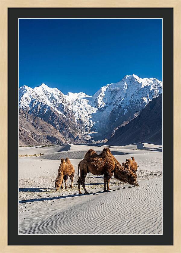 Nubra Valley Tranquility