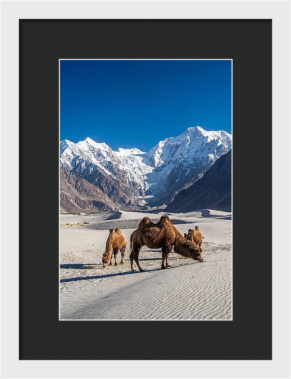 Nubra Valley Tranquility