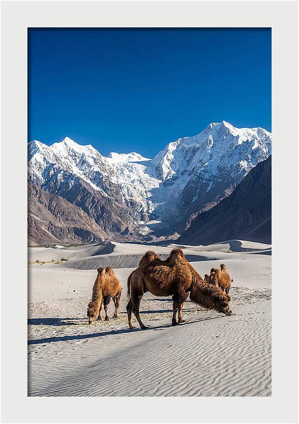 Nubra Valley Tranquility