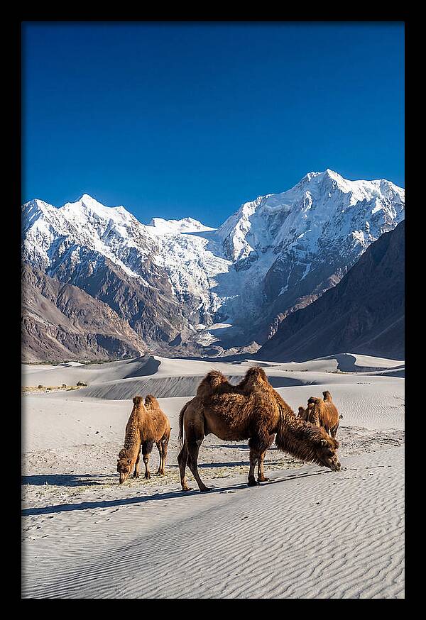 Nubra Valley Tranquility