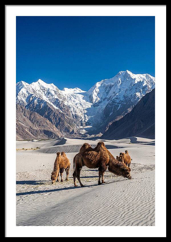 Nubra Valley Tranquility