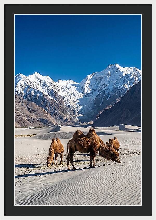 Nubra Valley Tranquility