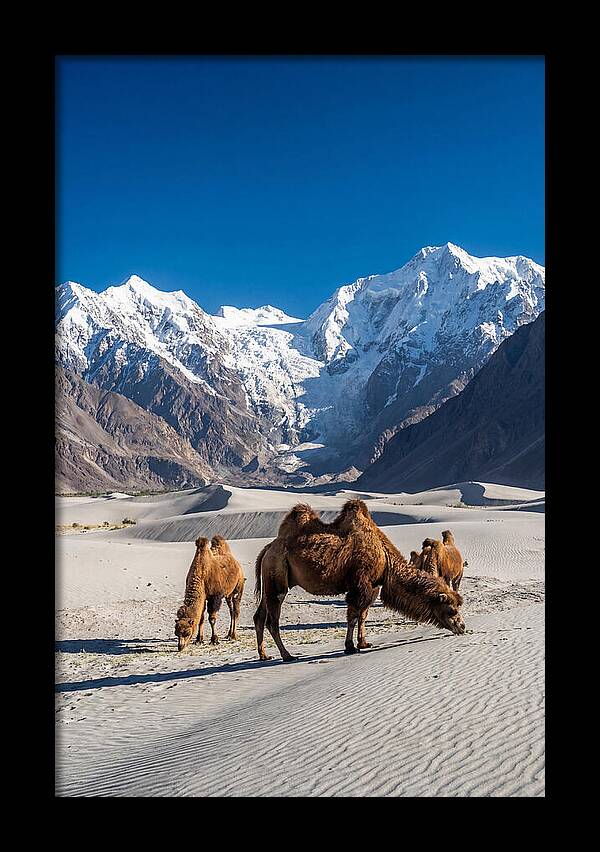Nubra Valley Tranquility