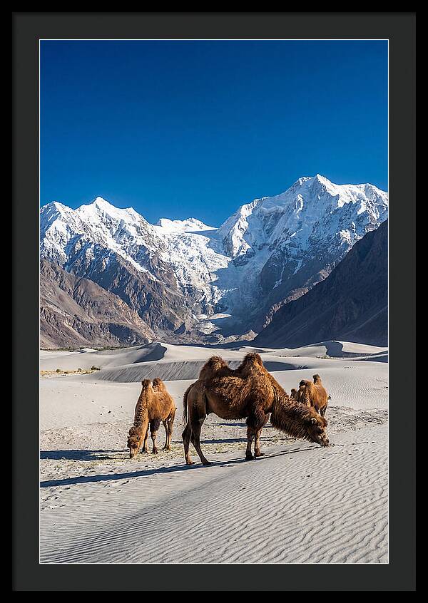 Nubra Valley Tranquility
