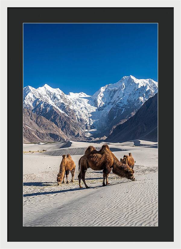 Nubra Valley Tranquility