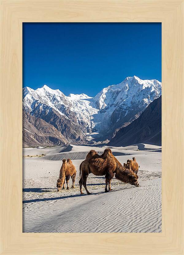 Nubra Valley Tranquility