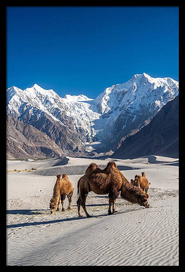 Nubra Valley Tranquility
