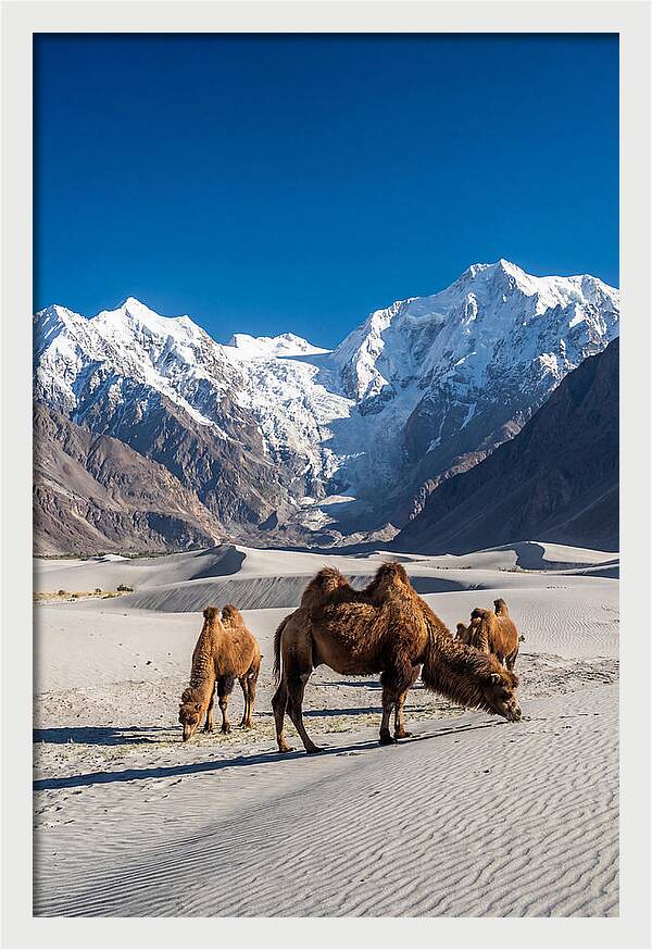 Nubra Valley Tranquility