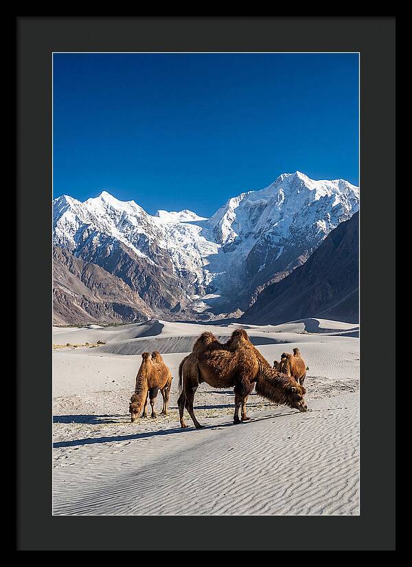 Nubra Valley Tranquility