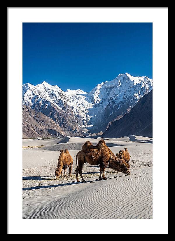 Nubra Valley Tranquility