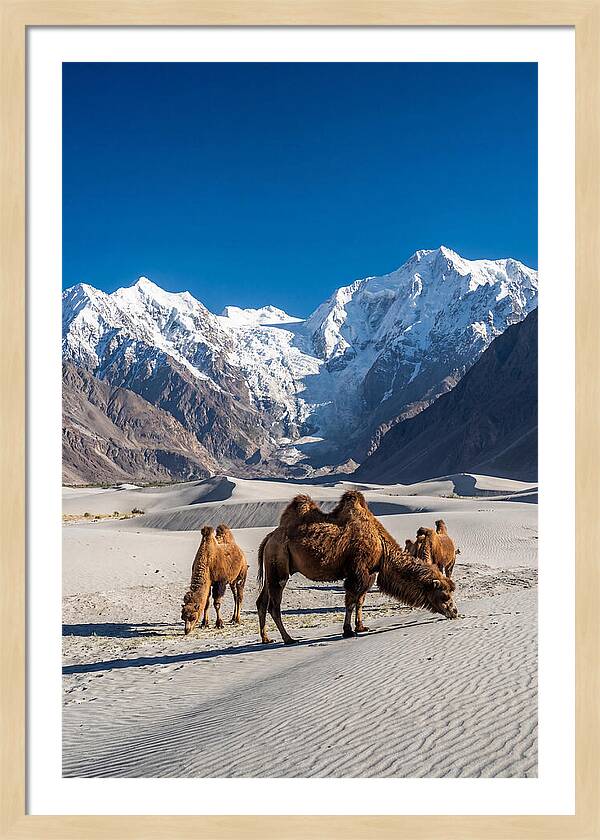 Nubra Valley Tranquility