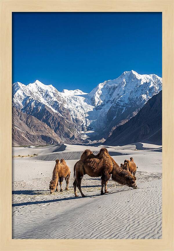 Nubra Valley Tranquility