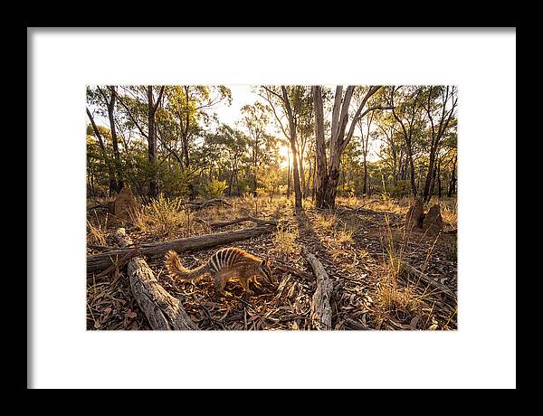 Numbat Foraging At Dusk