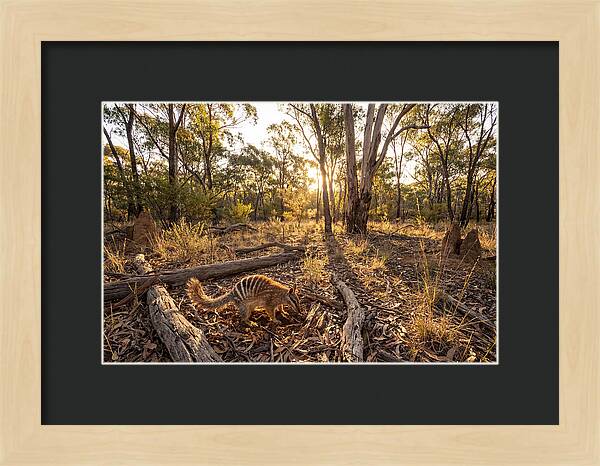 Numbat Foraging At Dusk