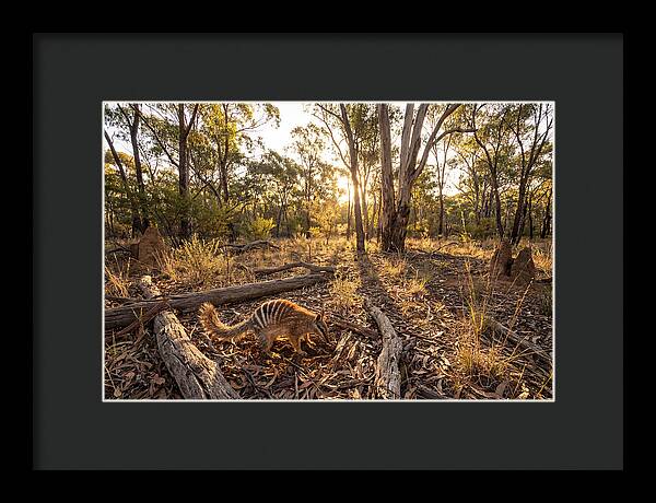 Numbat Foraging At Dusk