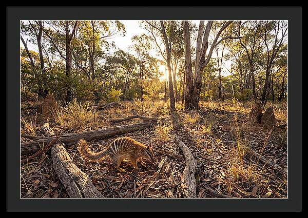 Numbat Foraging At Dusk