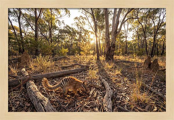 Numbat Foraging At Dusk