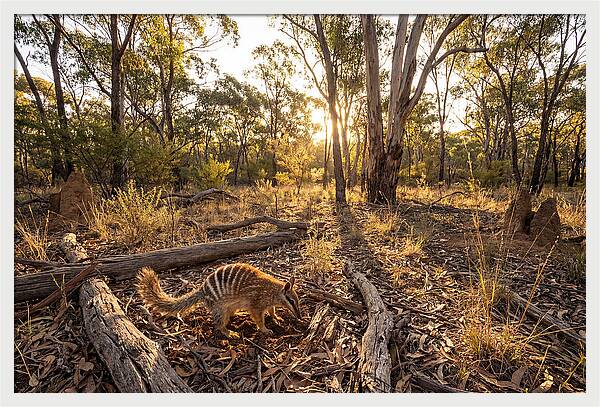 Numbat Foraging At Dusk