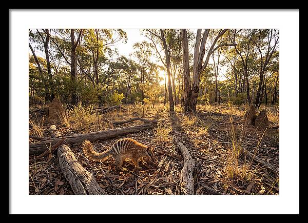 Numbat Foraging At Dusk