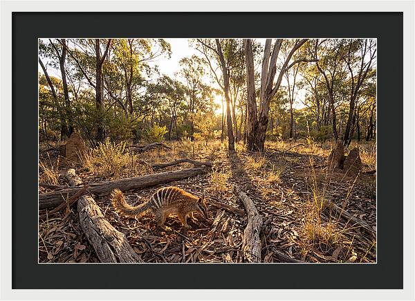 Numbat Foraging At Dusk