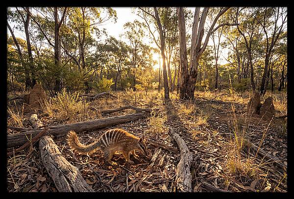 Numbat Foraging At Dusk