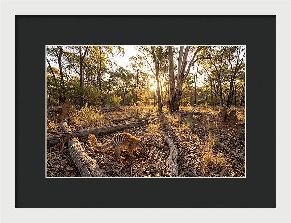 Numbat Foraging At Dusk