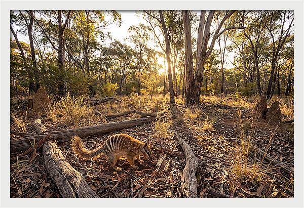 Numbat Foraging At Dusk