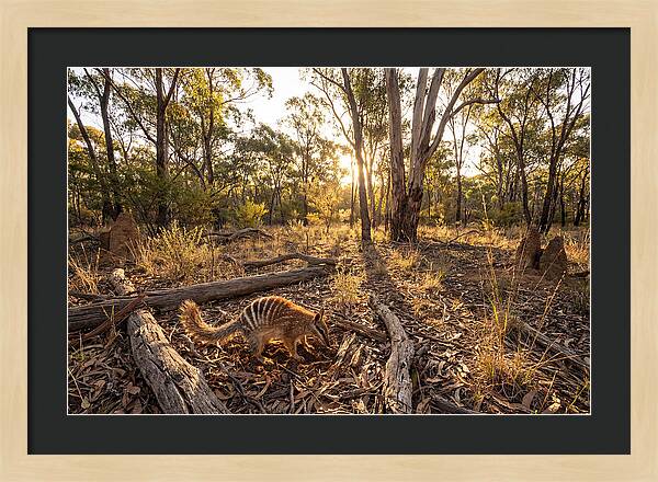 Numbat Foraging At Dusk