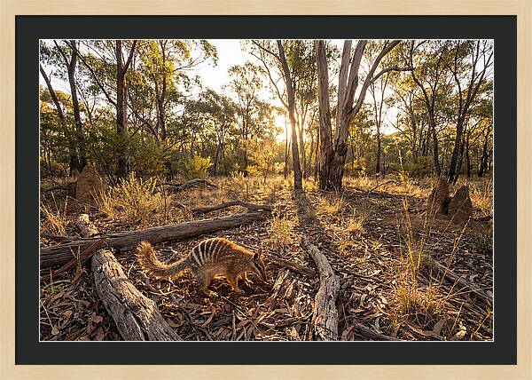 Numbat Foraging At Dusk
