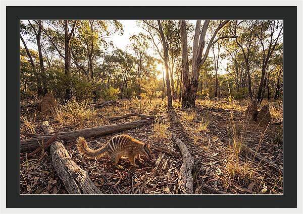 Numbat Foraging At Dusk