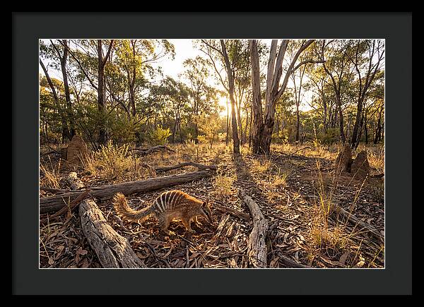 Numbat Foraging At Dusk