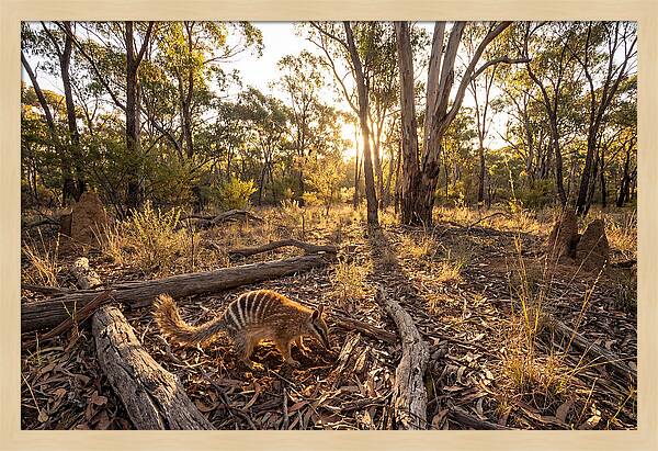 Numbat Foraging At Dusk