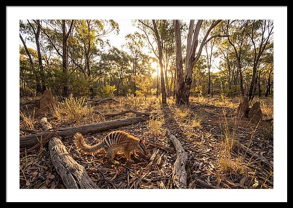 Numbat Foraging At Dusk