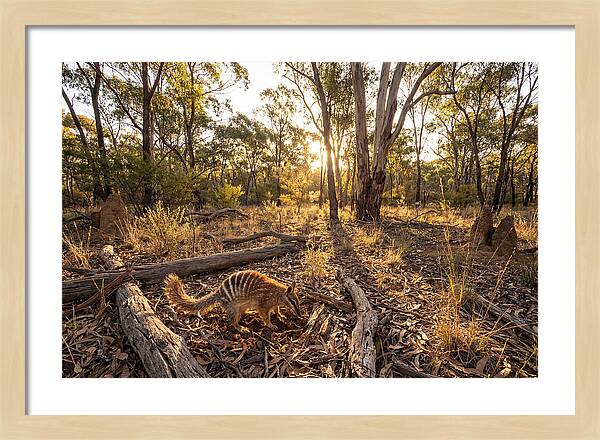 Numbat Foraging At Dusk
